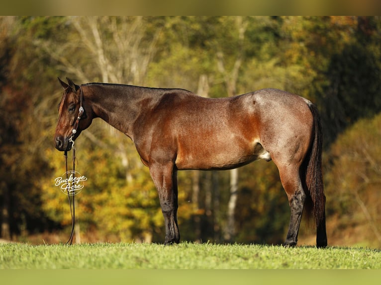 American Quarter Horse Ruin 5 Jaar 160 cm Roan-Bay in Millersburg