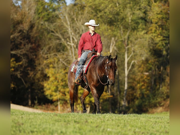 American Quarter Horse Ruin 5 Jaar 160 cm Roan-Bay in Millersburg