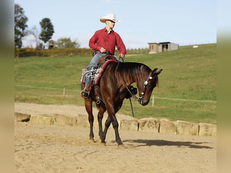 American Quarter Horse Ruin 5 Jaar 160 cm Roan-Bay in Millersburg