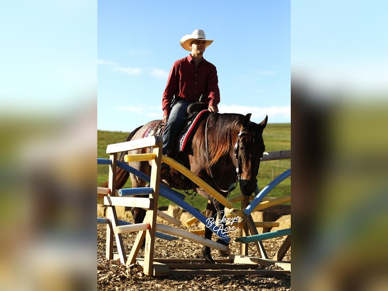 American Quarter Horse Ruin 5 Jaar 160 cm Roan-Bay in Millersburg