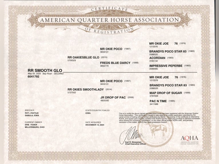 American Quarter Horse Ruin 5 Jaar 160 cm Roan-Bay in Millersburg