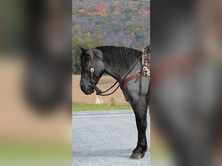 American Quarter Horse Mix Ruin 5 Jaar 160 cm Roan-Blue in Rebersburg, PA