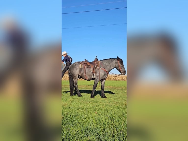 American Quarter Horse Mix Ruin 5 Jaar 160 cm Roan-Blue in Rebersburg, PA