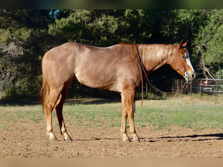American Quarter Horse Ruin 5 Jaar 160 cm Roan-Red in Overgaard, AZ