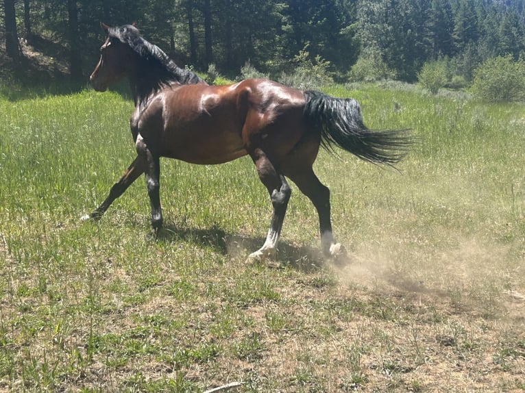 American Quarter Horse Mix Ruin 5 Jaar 160 cm Roodbruin in Boise