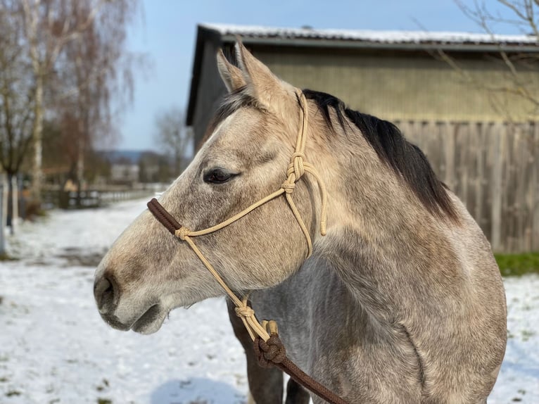 American Quarter Horse Ruin 5 Jaar 162 cm Schimmel in Kirchhain
