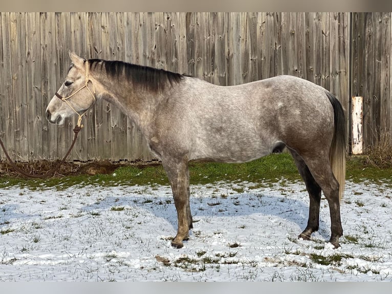 American Quarter Horse Ruin 5 Jaar 162 cm Schimmel in Kirchhain