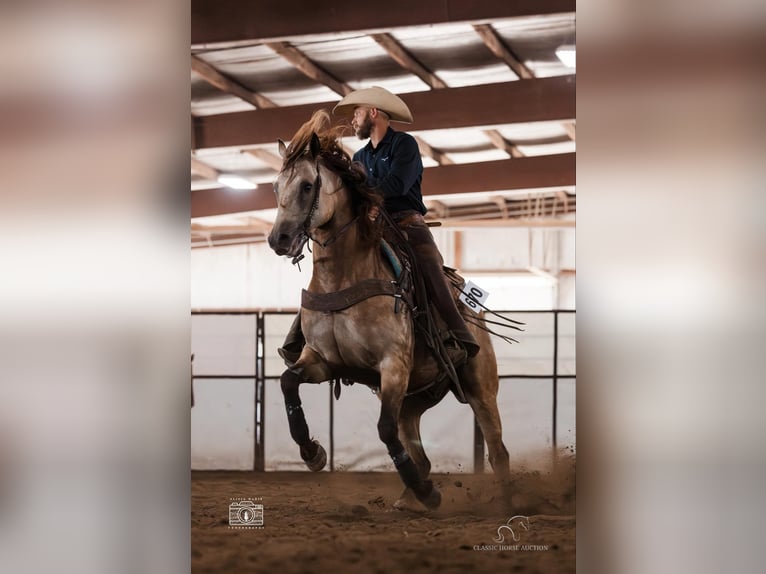 American Quarter Horse Ruin 5 Jaar 163 cm Buckskin in Gerald, MO