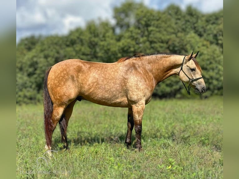 American Quarter Horse Ruin 5 Jaar 163 cm Buckskin in Gerald, MO