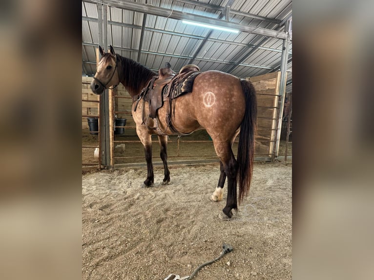 American Quarter Horse Ruin 5 Jaar 163 cm Buckskin in Gerald, MO