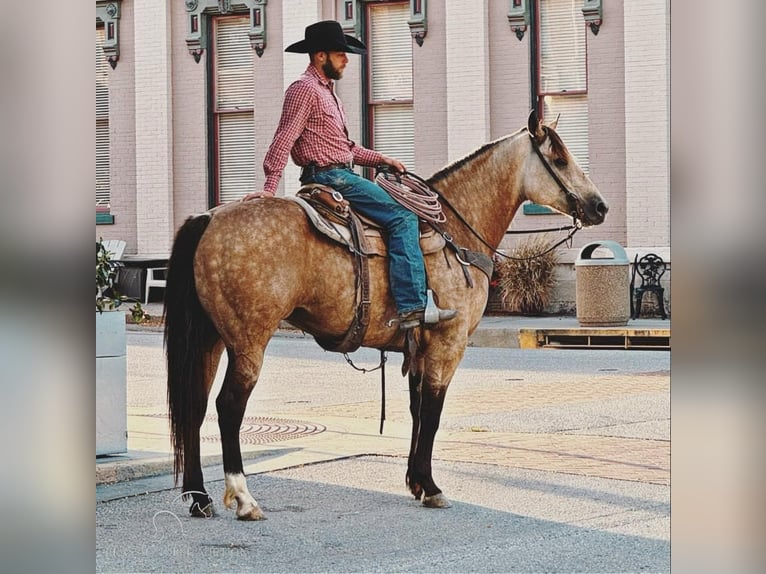 American Quarter Horse Ruin 5 Jaar 163 cm Buckskin in Gerald, MO