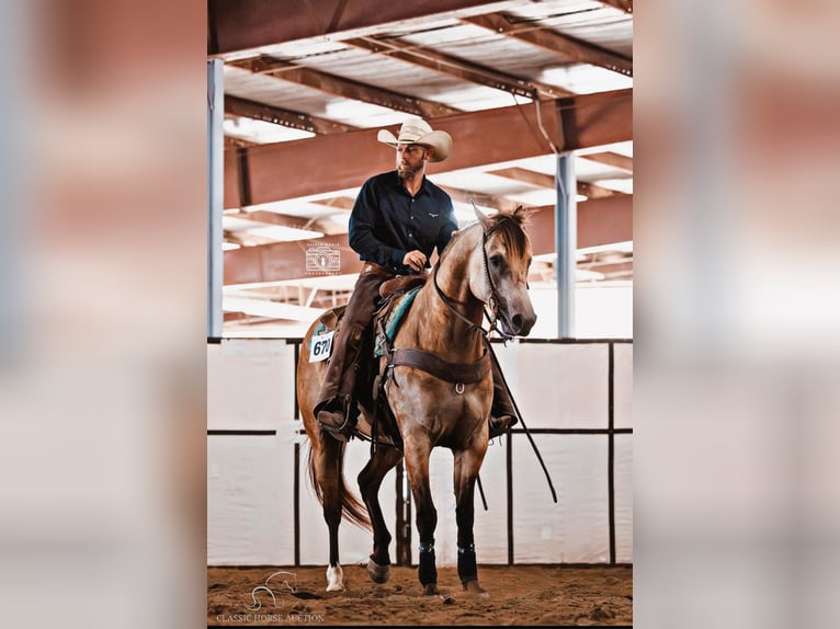 American Quarter Horse Ruin 5 Jaar 163 cm Buckskin in Gerald, MO