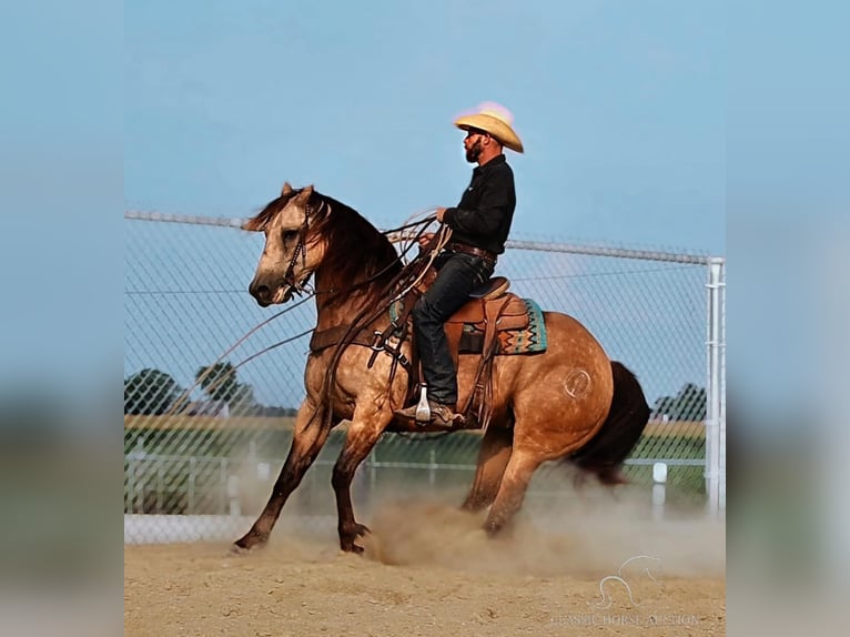 American Quarter Horse Ruin 5 Jaar 163 cm Buckskin in Gerald, MO