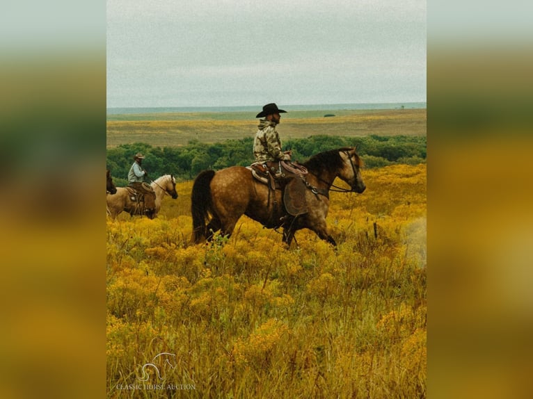 American Quarter Horse Ruin 5 Jaar 163 cm Buckskin in Gerald, MO