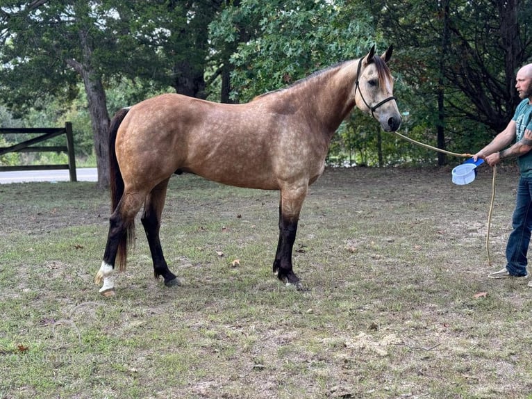 American Quarter Horse Ruin 5 Jaar 163 cm Buckskin in Gerald, MO