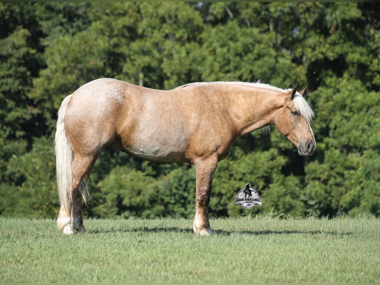 American Quarter Horse Ruin 5 Jaar 163 cm Palomino in Mount Vernon
