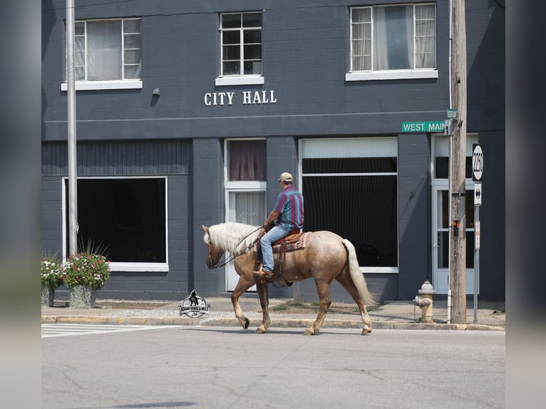 American Quarter Horse Ruin 5 Jaar 163 cm Palomino in Mount Vernon