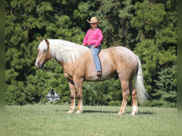 American Quarter Horse Ruin 5 Jaar 163 cm Palomino in Mount Vernon