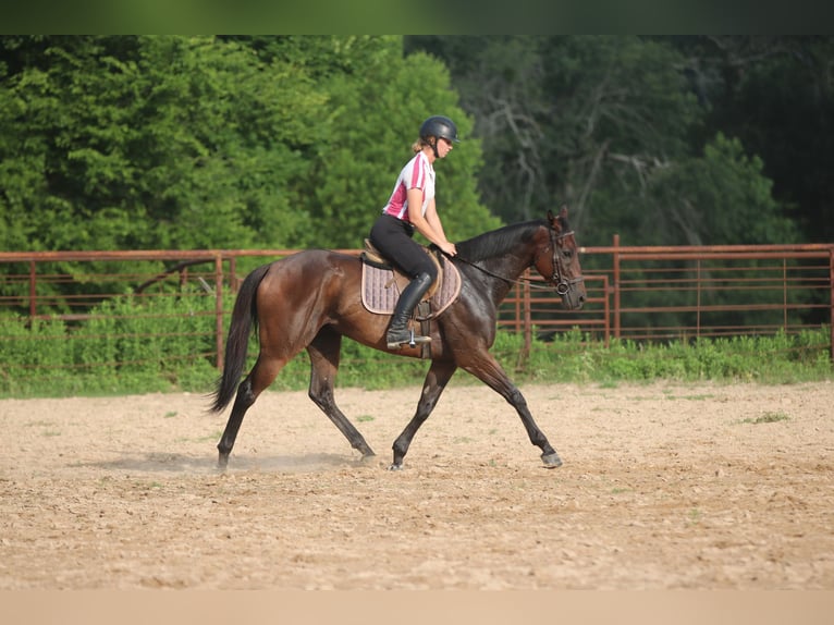 American Quarter Horse Mix Ruin 5 Jaar 163 cm Roodbruin in Athens, TX