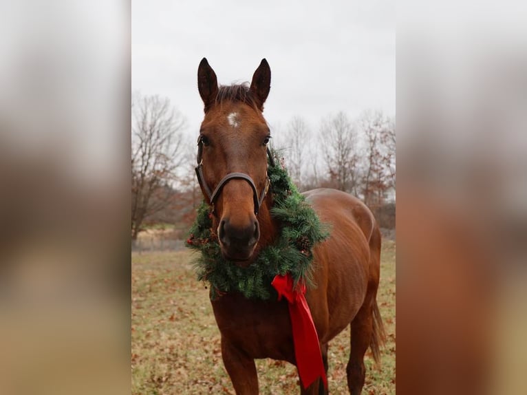 American Quarter Horse Ruin 5 Jaar 163 cm Roodbruin in HOwell Mi