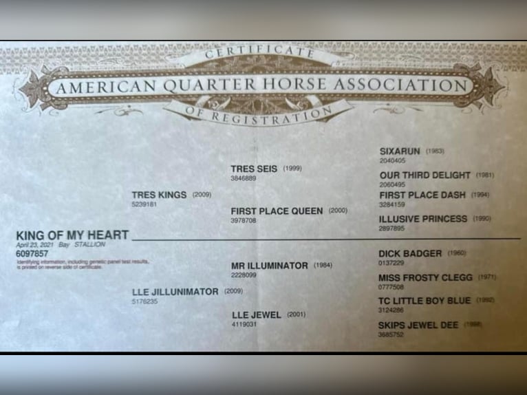 American Quarter Horse Ruin 5 Jaar 163 cm Roodbruin in NapA Valley, CA