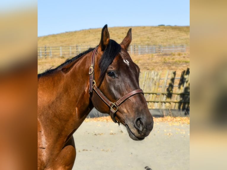 American Quarter Horse Ruin 5 Jaar 163 cm Roodbruin in NapA Valley, CA
