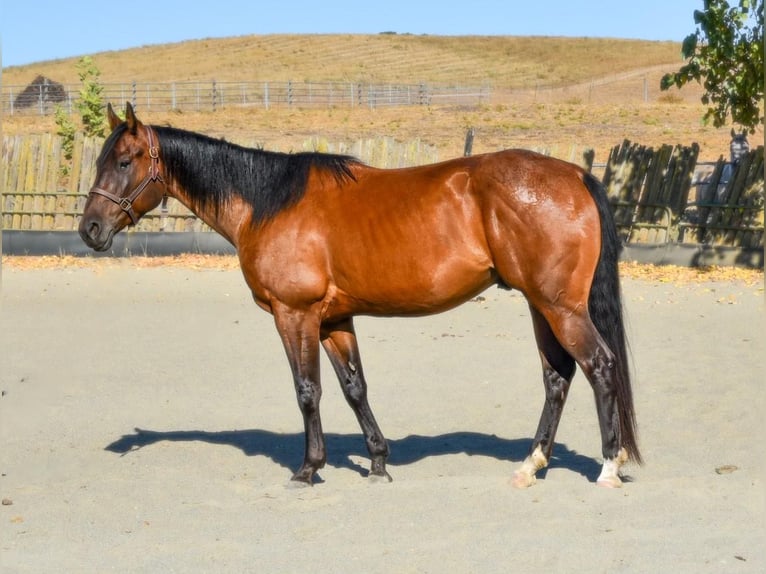 American Quarter Horse Ruin 5 Jaar 163 cm Roodbruin in NapA Valley, CA