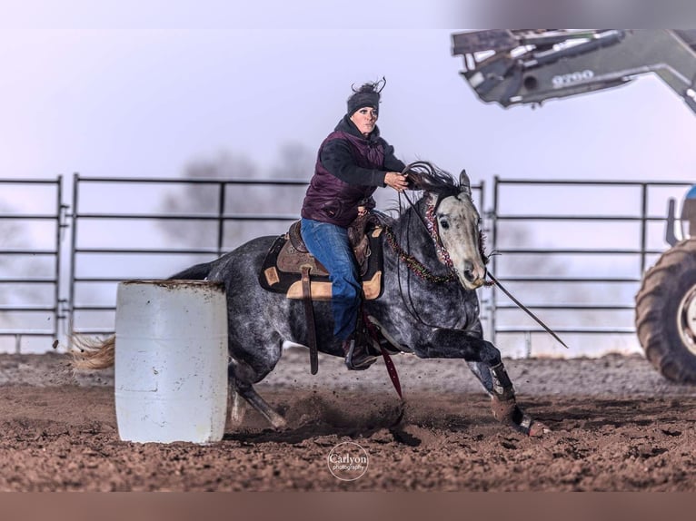 American Quarter Horse Ruin 5 Jaar 163 cm Schimmel in Princeton MO