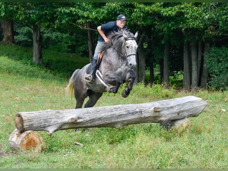 American Quarter Horse Ruin 5 Jaar 163 cm Schimmel in Warsaw KY