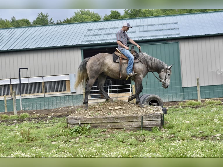 American Quarter Horse Ruin 5 Jaar 163 cm Schimmel in Warsaw KY