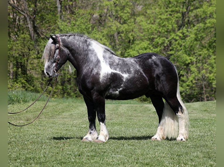 American Quarter Horse Ruin 5 Jaar 163 cm Tobiano-alle-kleuren in Mount Vernon KY