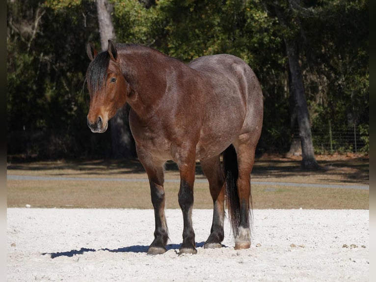 American Quarter Horse Mix Ruin 5 Jaar 163 cm  in Fresno