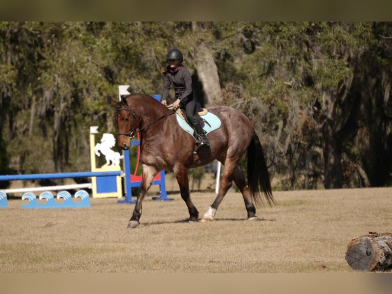 American Quarter Horse Mix Ruin 5 Jaar 163 cm  in Fresno