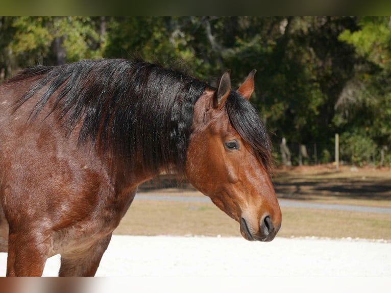American Quarter Horse Mix Ruin 5 Jaar 163 cm  in Fresno
