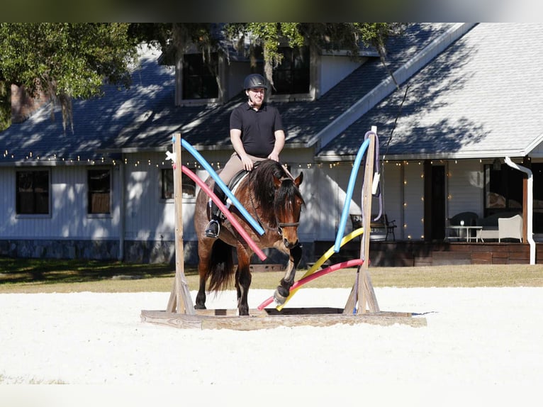 American Quarter Horse Mix Ruin 5 Jaar 163 cm  in Fresno