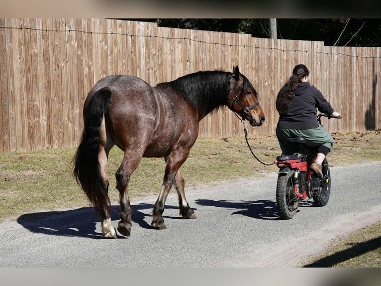 American Quarter Horse Mix Ruin 5 Jaar 163 cm  in Fresno