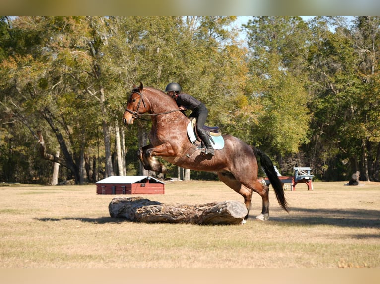 American Quarter Horse Mix Ruin 5 Jaar 163 cm  in Fresno