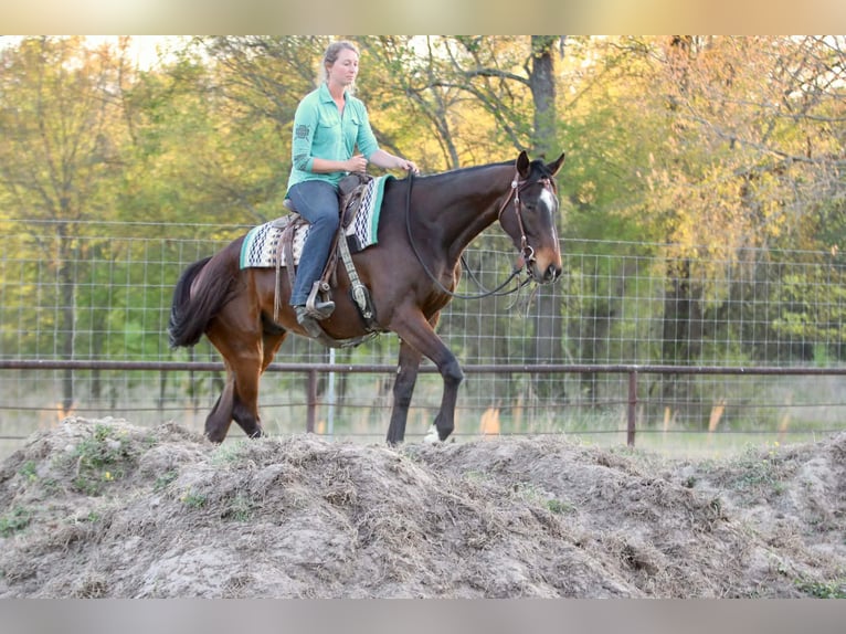 American Quarter Horse Ruin 5 Jaar 163 cm  in Athens