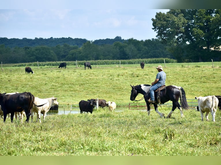 American Quarter Horse Mix Ruin 5 Jaar 163 cm in Crab Orchard, KY