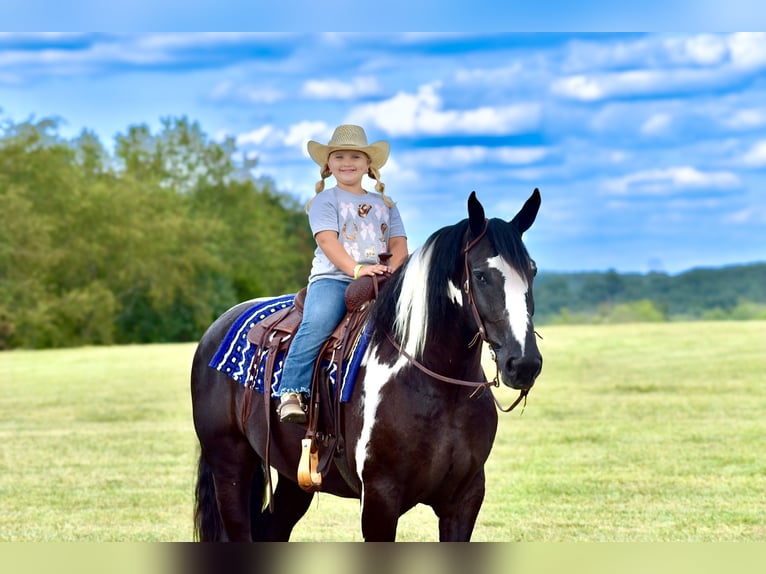 American Quarter Horse Mix Ruin 5 Jaar 163 cm in Crab Orchard, KY