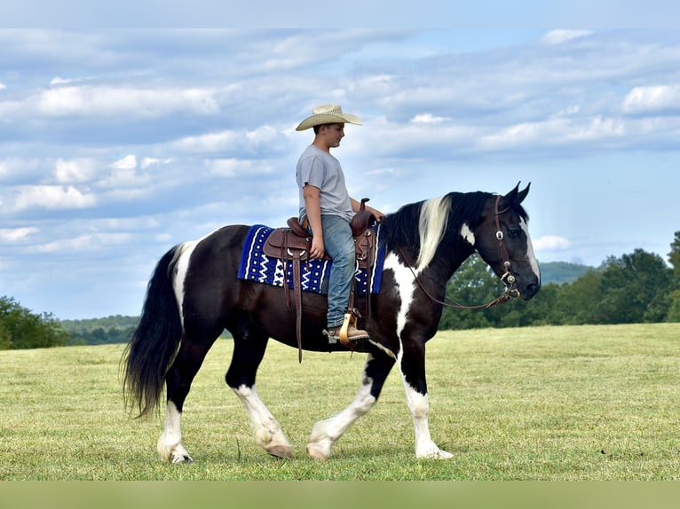 American Quarter Horse Mix Ruin 5 Jaar 163 cm in Crab Orchard, KY