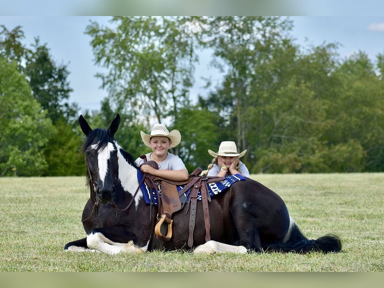 American Quarter Horse Mix Ruin 5 Jaar 163 cm in Crab Orchard, KY