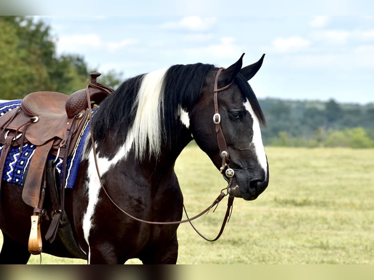 American Quarter Horse Mix Ruin 5 Jaar 163 cm in Crab Orchard, KY