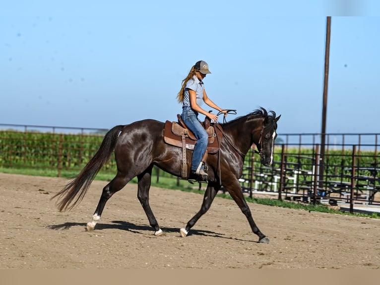 American Quarter Horse Ruin 5 Jaar 163 cm Zwart in Canistota