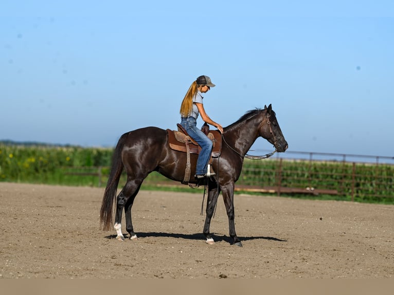 American Quarter Horse Ruin 5 Jaar 163 cm Zwart in Canistota