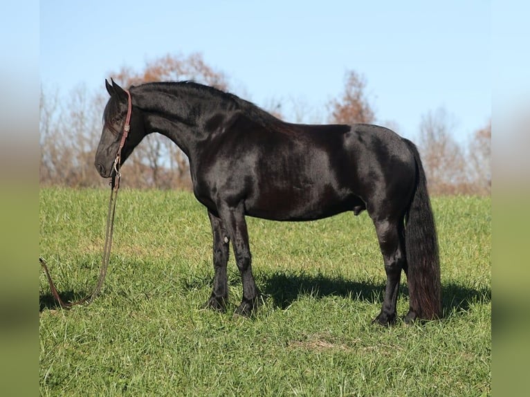 American Quarter Horse Ruin 5 Jaar 163 cm Zwart in Brodhead KY