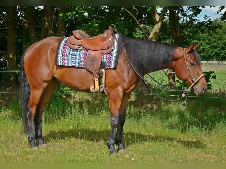 American Quarter Horse Ruin 5 Jaar 165 cm Bruin in Groß Kummerfeld