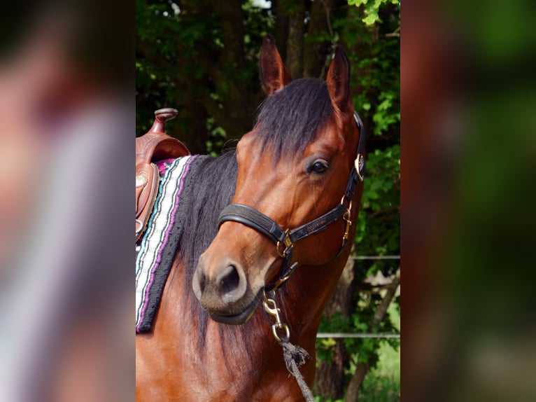 American Quarter Horse Ruin 5 Jaar 165 cm Bruin in Groß Kummerfeld