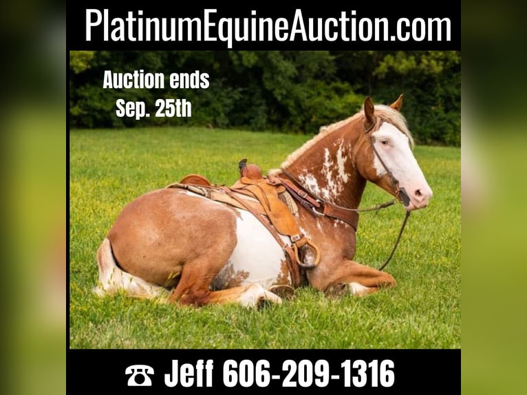 American Quarter Horse Ruin 5 Jaar 165 cm Overo-alle-kleuren in Middletown OH