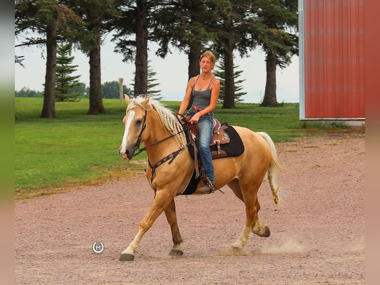 American Quarter Horse Ruin 5 Jaar 165 cm Palomino in Windom Mn